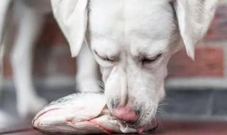 狗狗为什么不吃蒜苔和有酸性菜